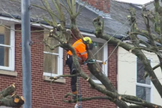 Tree Maintenance