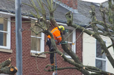 Tree Maintenance